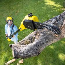 Best Organic Lawn Care Solutions  in Honesdale, PA